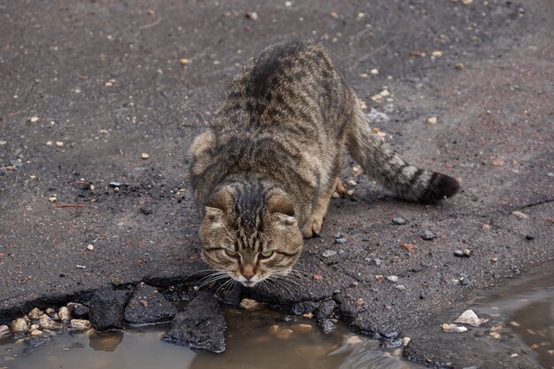 domestic cat walks in the yard of the house and gains an appetite.