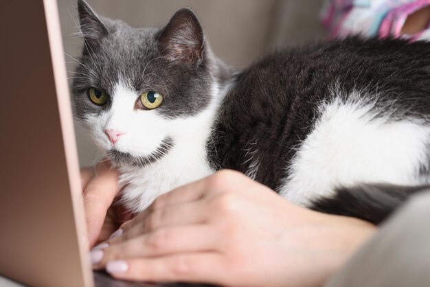 Domestic cat watch owner work on laptop lay on lap with person