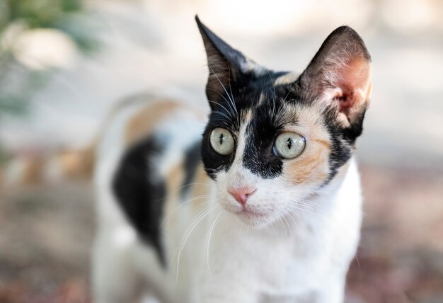 Domestic cat with clear eyes relaxed at home