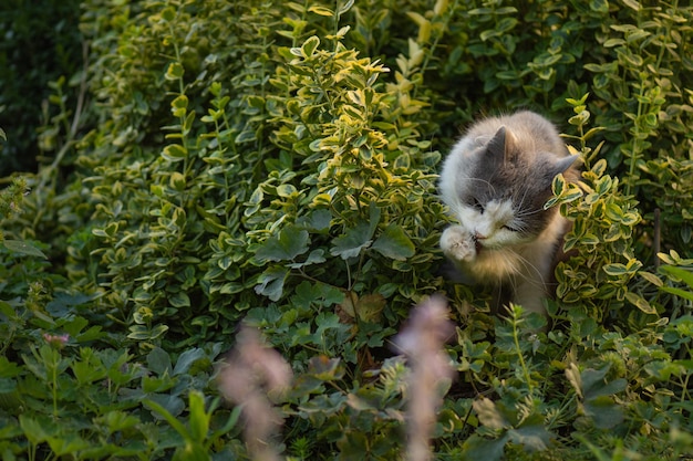 Photo domestic cat with yellow eyes licks a paw with funny emotions cute cat licking and remove dust and foreign odors from body