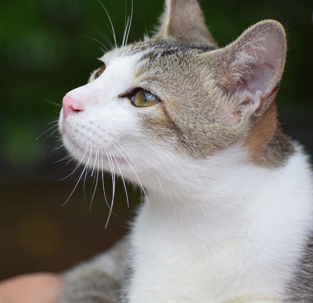 写真 飼い猫