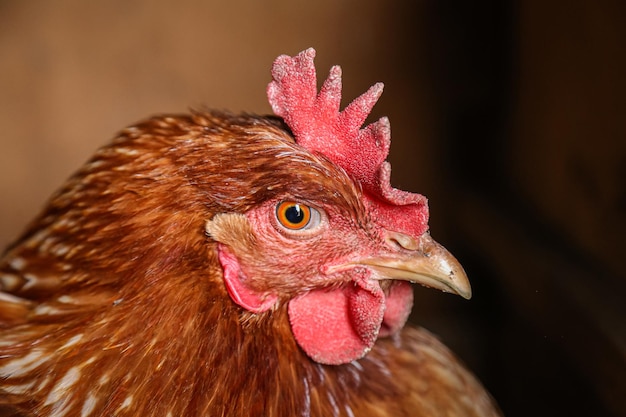 Domestic chicken bird brown closeup chicken head beak eye comb chicken agriculture poultry farming