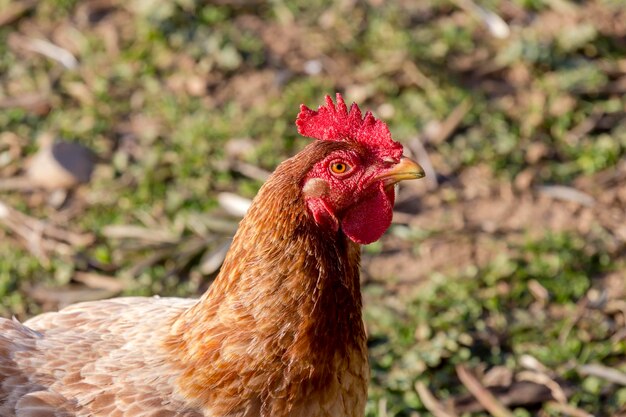 Domestic chicken grazes on the lawn in the courtyard on a sunny spring day