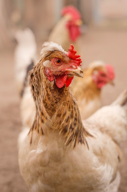 Domestic Chickens in barnyard Breeding poultry on the farm