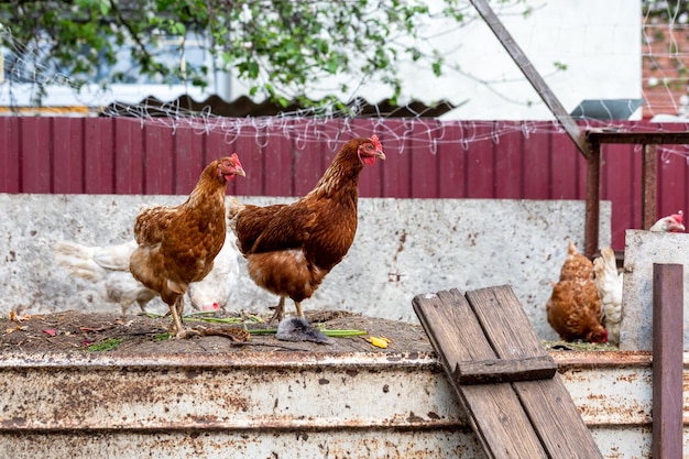 Domestic chickens in the countryside