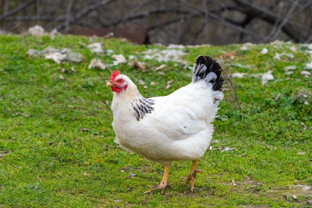 Domestic chickens in the meadow