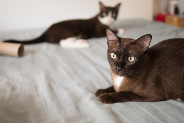 Photo domestic chocolate kitten cat is playing  brown tissue paper roll on bed with another cat