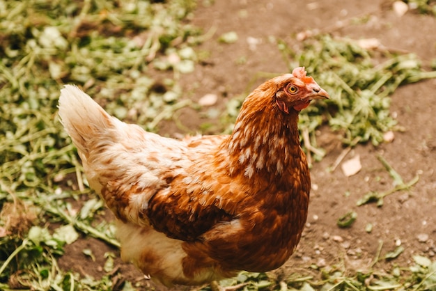 Domestic cock in a village