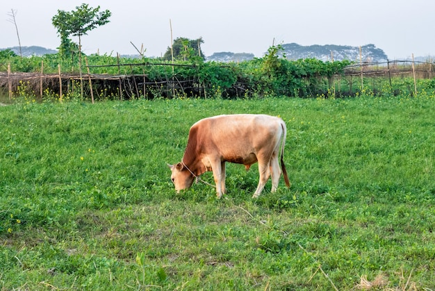 Домашняя корова ест траву с сельскохозяйственных угодий