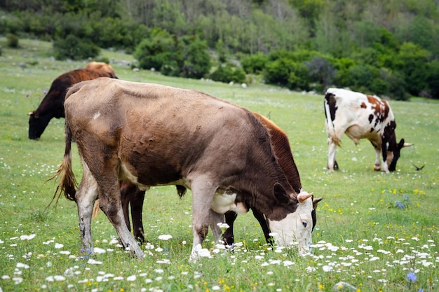 Domestic cows graze in a meadow in the mountains