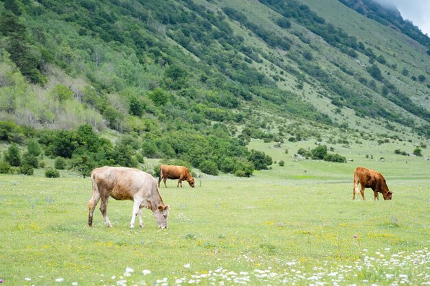 Домашние коровы пасутся на лугу в горах