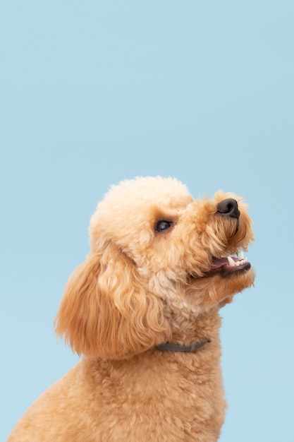 Domestic cute dog with mouth open