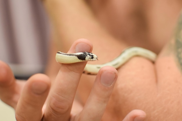 Domestic dangerous poisonous white snake. domestic hand pet king snake