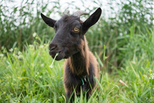 Domestic dark brown goat without horns walking in pasture