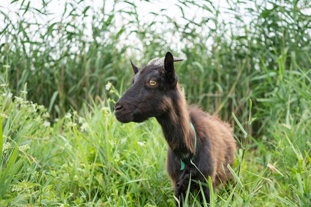 Domestic dark brown goat without horns walking in pasture