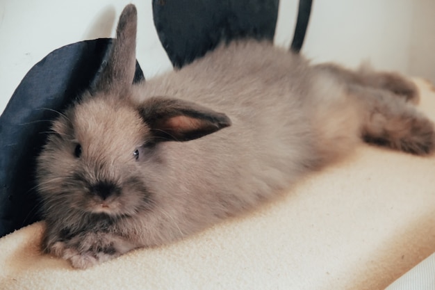 The domestic decorative rabbit of white gray color lies on the sofa bed in warmth and comfort.  Taking care of animals.