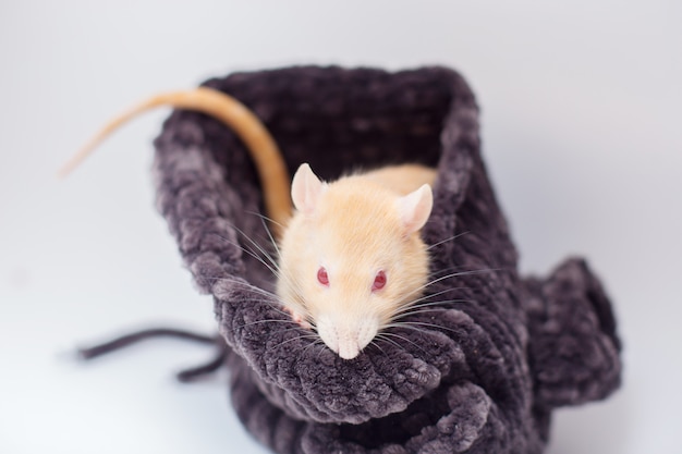 The domestic decorative red rat with red sits in a knitted sweater.