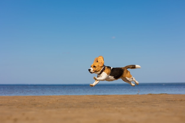 The domestic dog beagle runs and jumps in nature dog training on the seashore or in the forest a pet