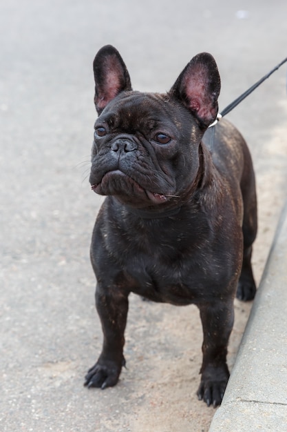 Domestic dog black French Bulldog breed standing