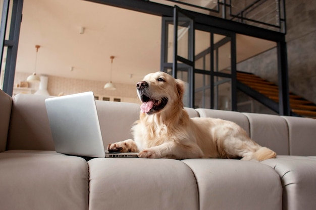 Domestic dog breed golden retriever lies at home on the couch near the laptop