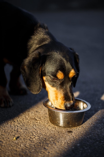 A domestic dog drinks water from a plate while walking on the street a dachshund is walking