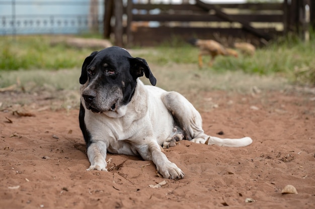 Domestic dog on a farm with selective focus