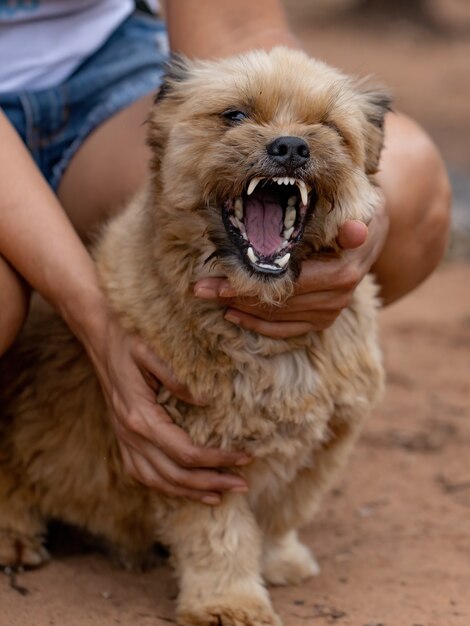Domestic dog on a farm with selective focus