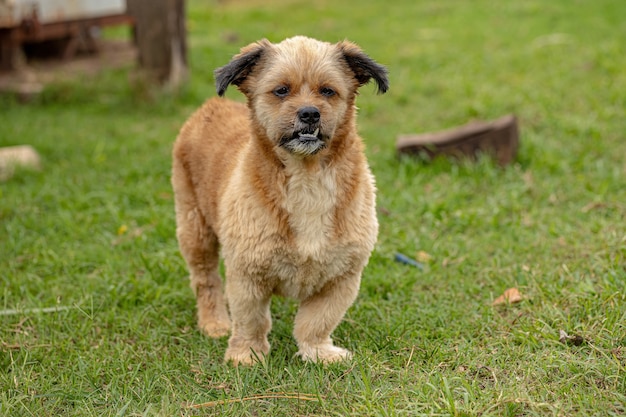 Domestic dog on a farm with selective focus