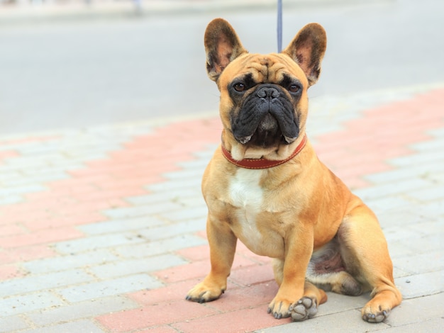 飼い犬フレンチブルドッグ種