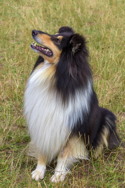 Domestic dog Rough Collie breed