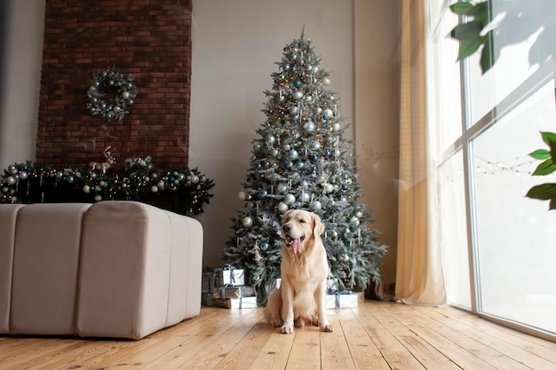 飼い犬は新年のツリーを背景にクリスマス インテリアの木の床に座っています。