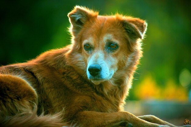 落ち着いて座って遠くを見ている飼い犬