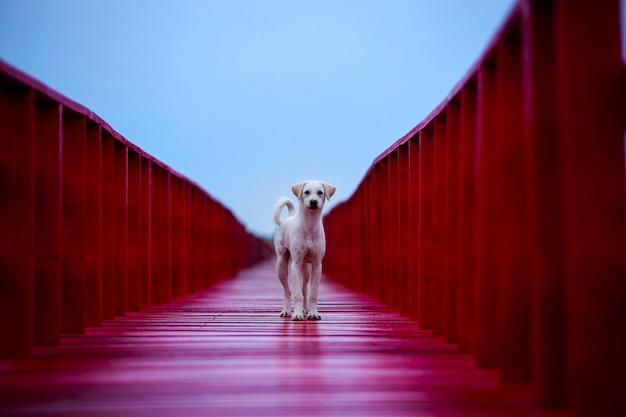 赤い木の橋の上に立っている飼い犬