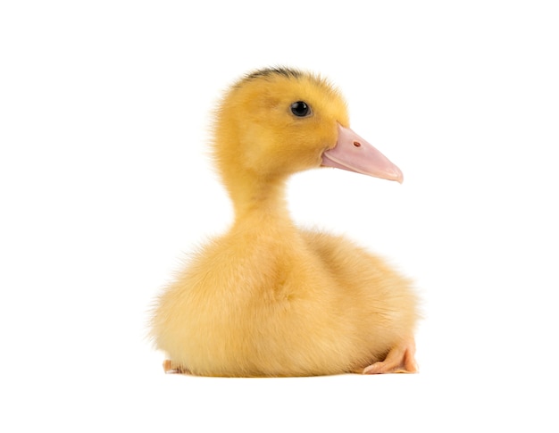 Domestic duckling isolated on white