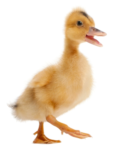 Domestic duckling isolated on white