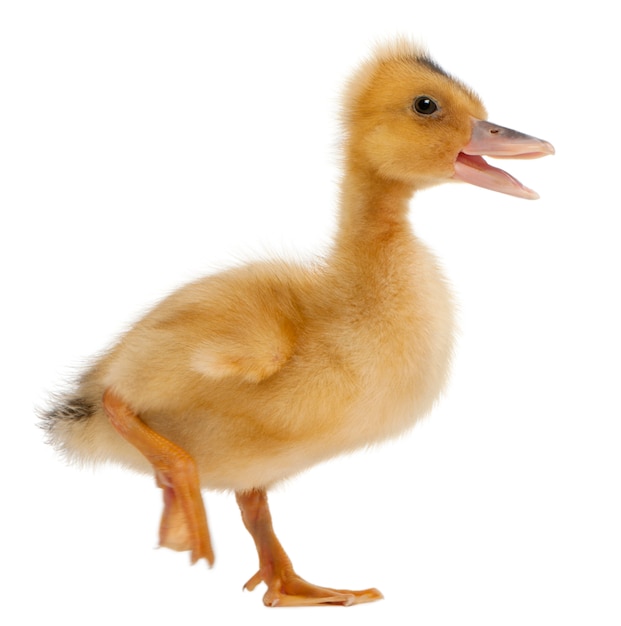 Domestic duckling isolated on white