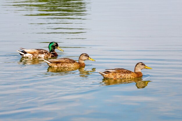 Domestic ducks float along the river in sunny weather_