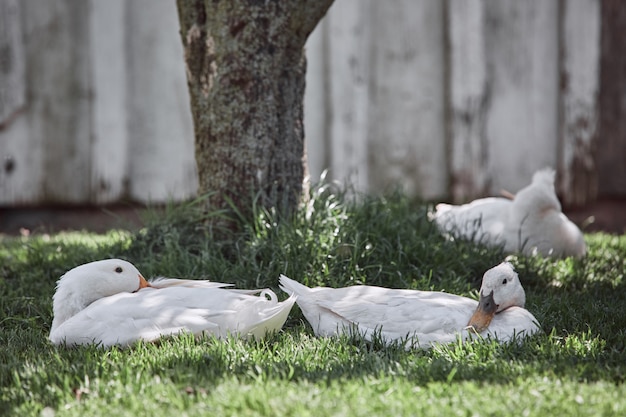 Домашние утки откладывают свежие органические яйца в фермерском дворе домашней птицы пасхальный деревенский петух