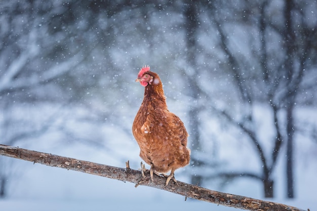 Uova domestiche pollo su un ramo di legno durante la tempesta invernale