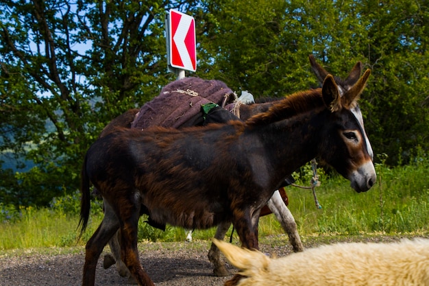 Photo domestic farm animals on the highway and road, moving flock