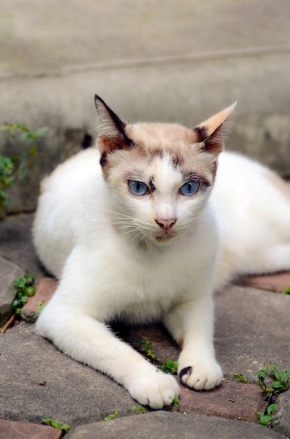 青い目を持つ国内の女性の猫。