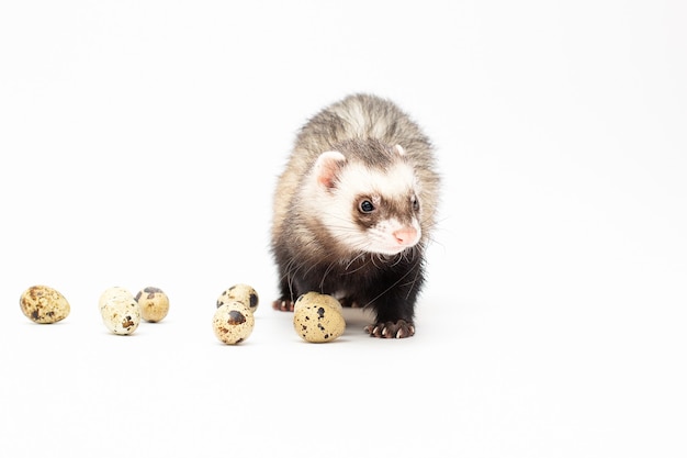 A domestic ferret eats a quail egg. With porcelain dishes. Animal color - standard.