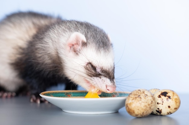 A domestic ferret eats a quail egg With porcelain dishes Animal color standard