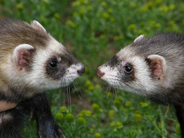 Domestic ferrets (Mustela) close-up on a walk. Saint-Petersburg, Russia.