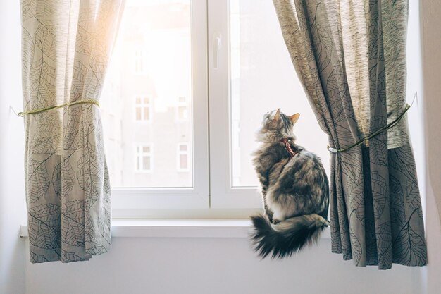 Domestic fluffy cat on the windowsill in the apartment