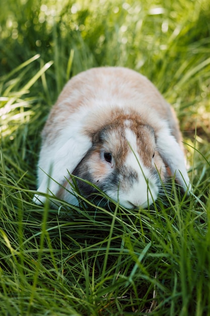 Domestic foldeared rabbit sits in thick green grass