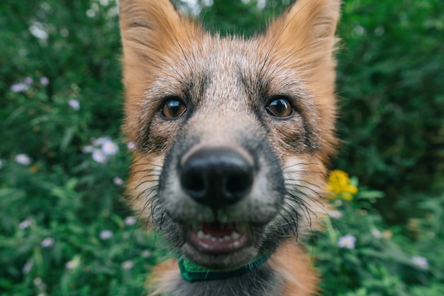 Domestic fox for a walk in the woods Beautiful fox closeup