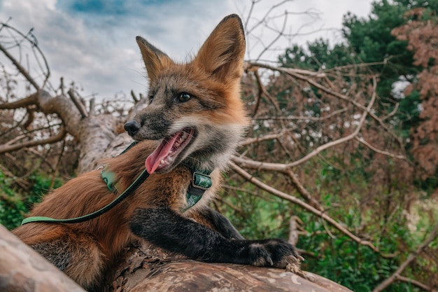 Domestic fox for a walk in the woods Beautiful fox closeup