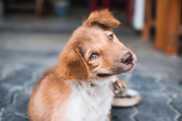 Domestic funny young brown dog scratching and smiling in the house