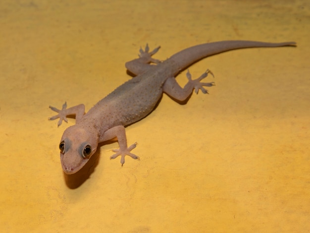 Domestic gecko on the house wall.